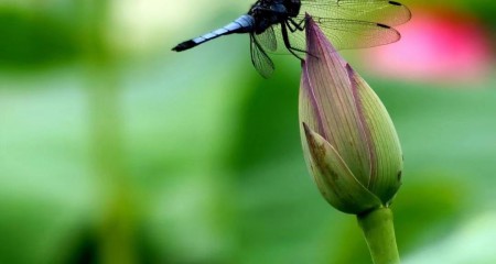私募基金行业法律动态（2020年5月/总第27期）