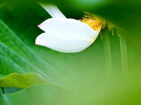 上海跨国公司地区总部新规简述