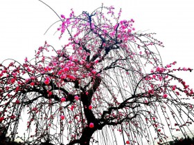 律师支招:NCP疫情之下,企业如何合法地“自救”与“他救”?